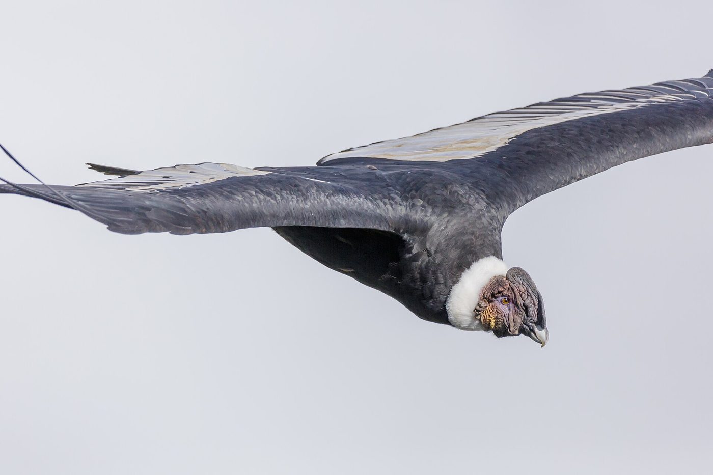 An Andean condor gliding on morning thermals over the terraced rim of the Colca Canyon