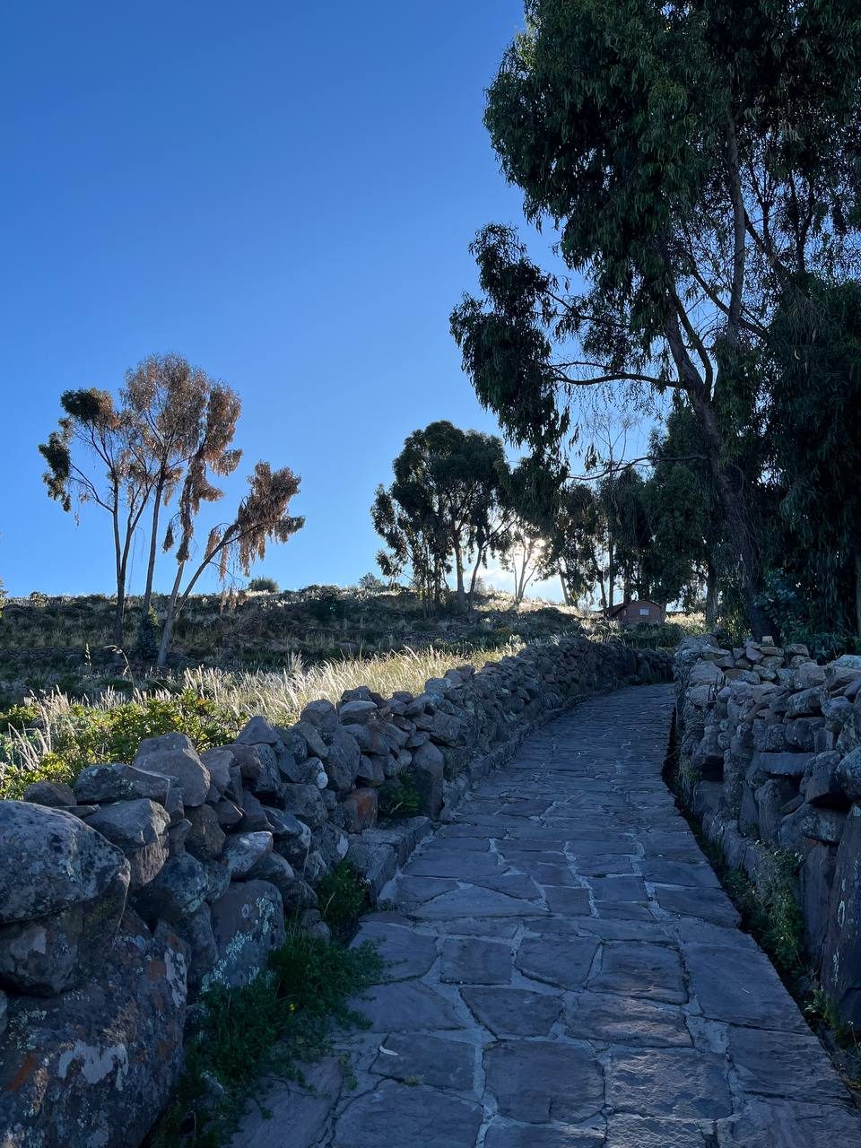 Flagstone path climbing between dry stone walls and eucalyptus trees on Taquile Island